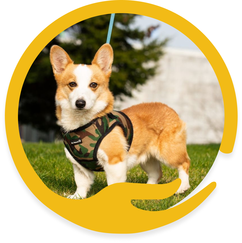 Body clip the tail waggers